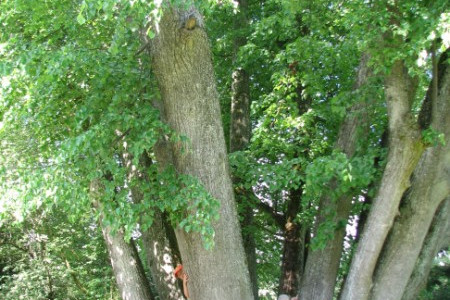 Sesioliakamiene liepa.jpg